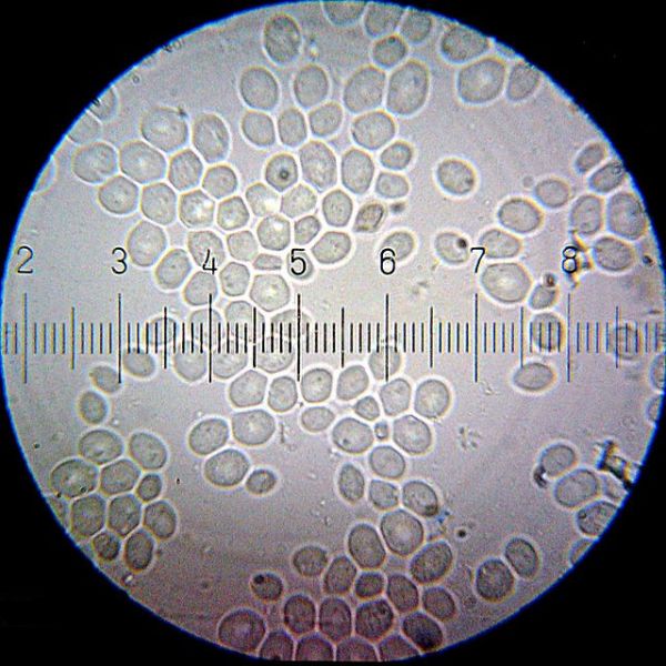 Estudos genéticos com leveduras ajudam a diminuir amplitude dos testes com animais Estudos genéticos com leveduras ajudam a diminuir amplitude dos testes com animais