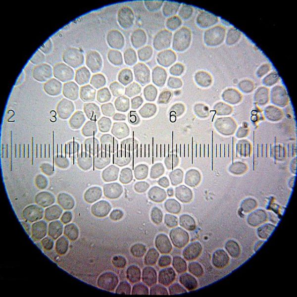 Estudos genticos com leveduras ajudam a diminuir amplitude dos testes com animais